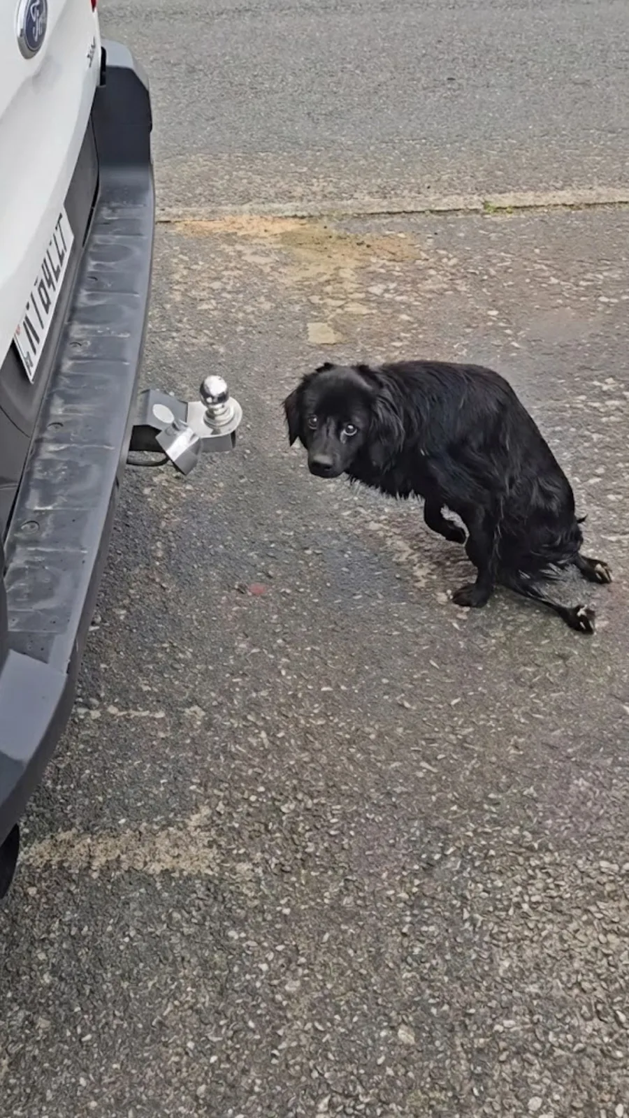 A Paralyzed Dog Dragged Himself Along a Lonely Road — Then Rescuers Searched Four Hours to Find Him