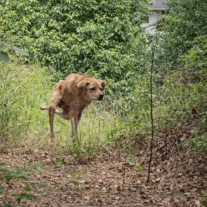 A Paralyzed Stray Dragged Himself Through the Brush Until One Man Stopped and Set Down Food