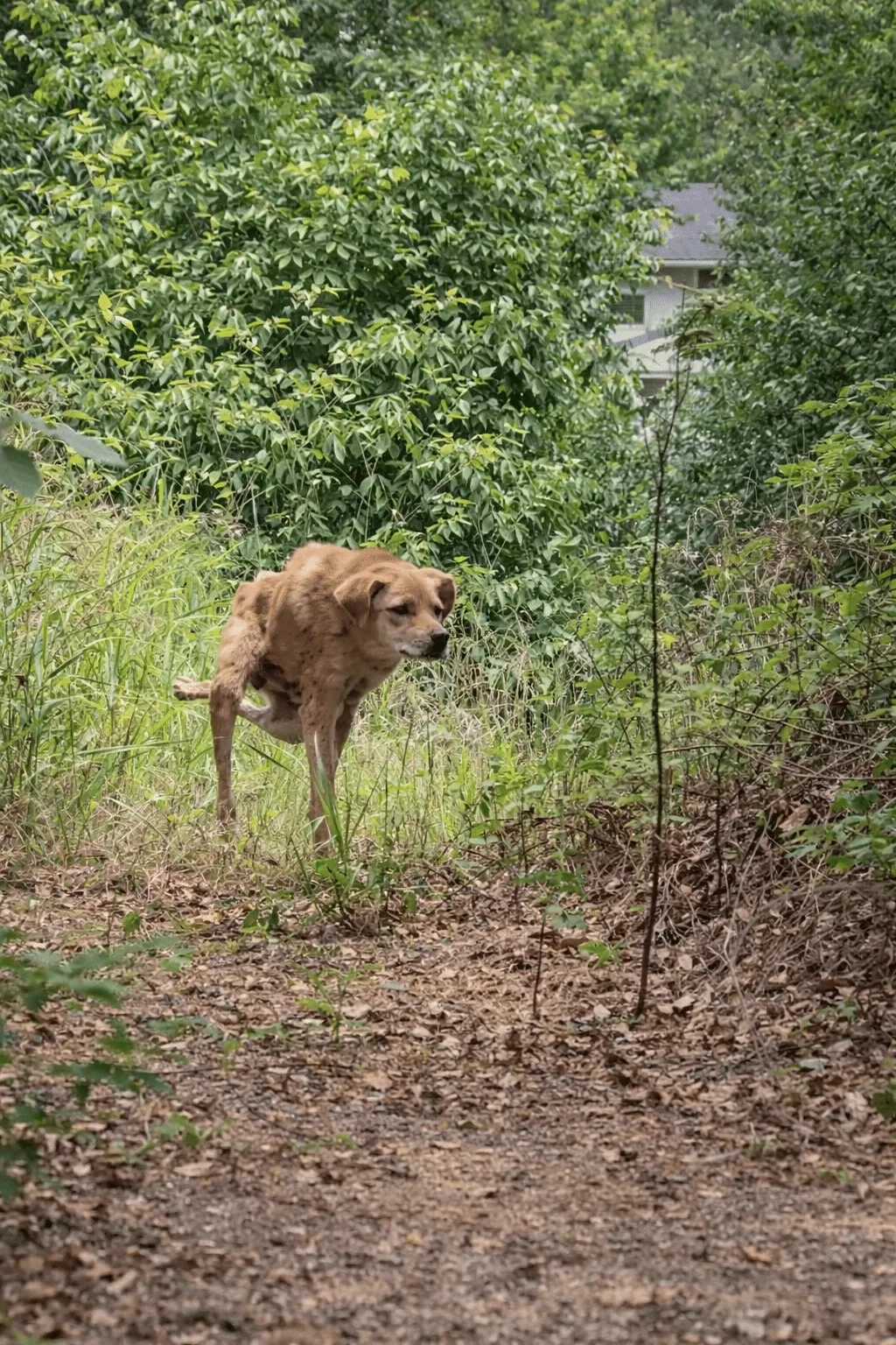A Paralyzed Stray Dragged Himself Through the Brush Until One Man Stopped and Set Down Food