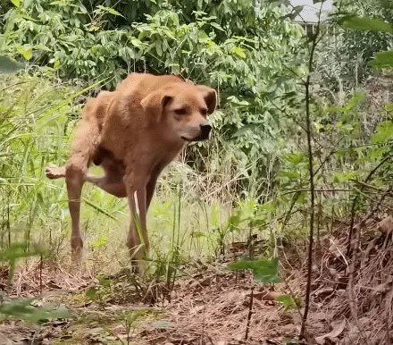 A rescued dog resting in a clean, comfortable space after receiving veterinary care