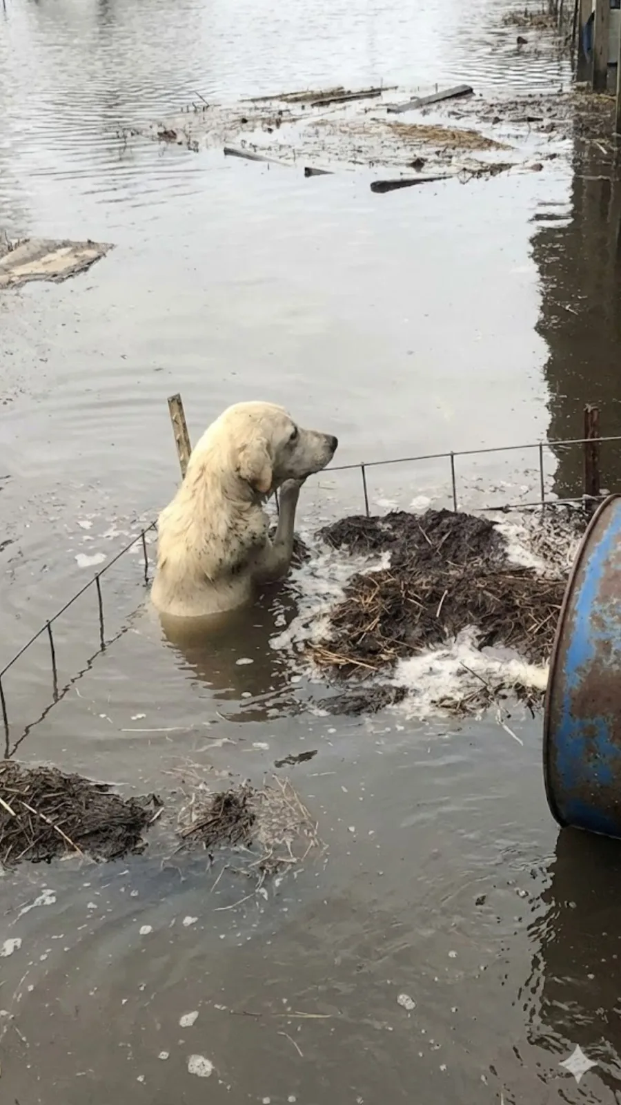 A Phone Call From Pennsylvania Sent 26 Louisiana Shelter Dogs Toward New Homes