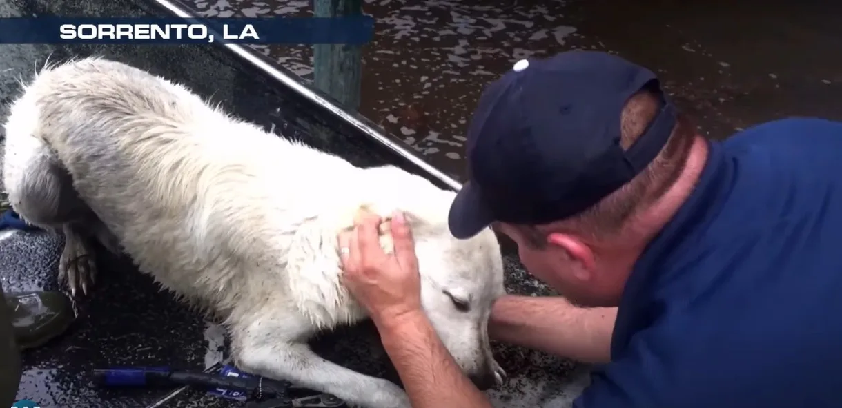 Volunteers and foster families welcoming rescued dogs at the sanctuary in Pennsylvania
