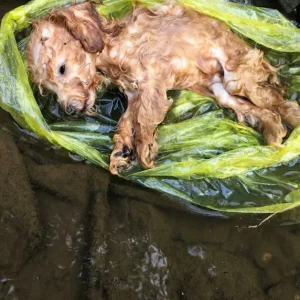 A Puppy Lay Still In A Roadside Ditch — Then A Passerby Climbed Down To Reach Him