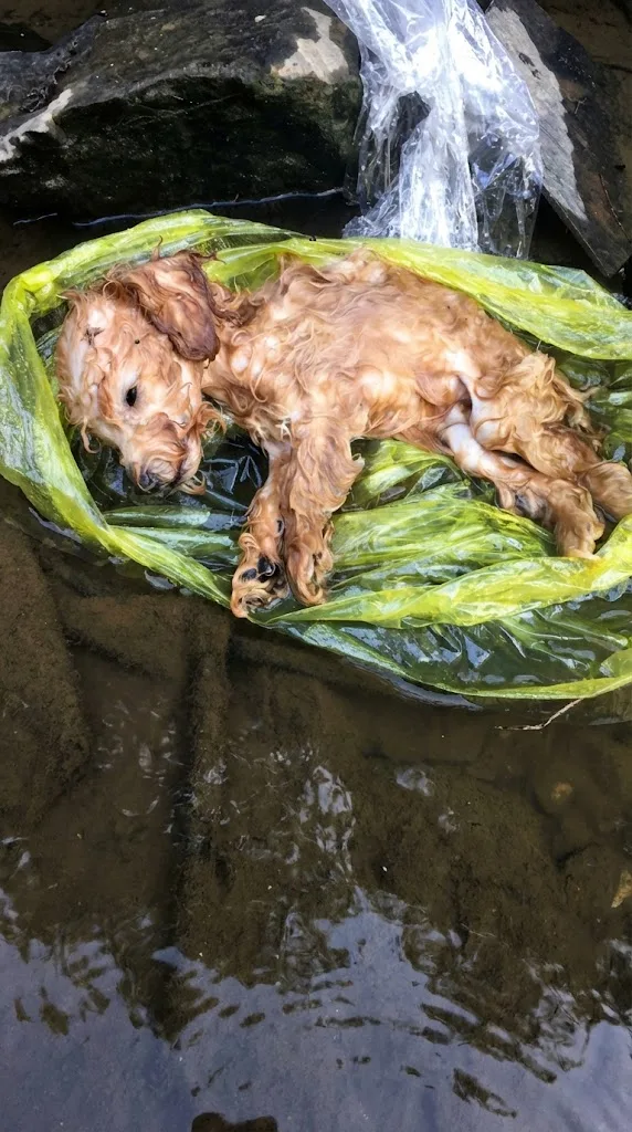 A Puppy Lay Still In A Roadside Ditch — Then A Passerby Climbed Down To Reach Him