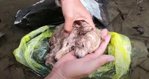 A man holding a fragile puppy in his arms in the shade after climbing down from the ditch