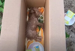 A calm, sheltered resting place where the rescuer laid the puppy to rest