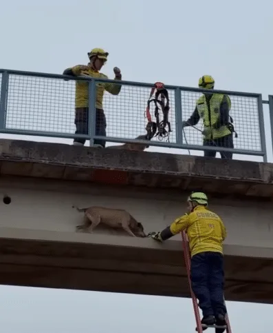 A dog stranded on a narrow window ledge as muddy floodwater rushes around while a rescuer reaches toward it