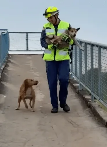 A rescuer helping a frightened animal to safety, illustrating the quiet kindness described in the compilation