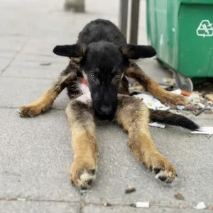 A Puppy Sat Perfectly Still Beside a Trash Can, and the Reason Only Emerged at the Clinic