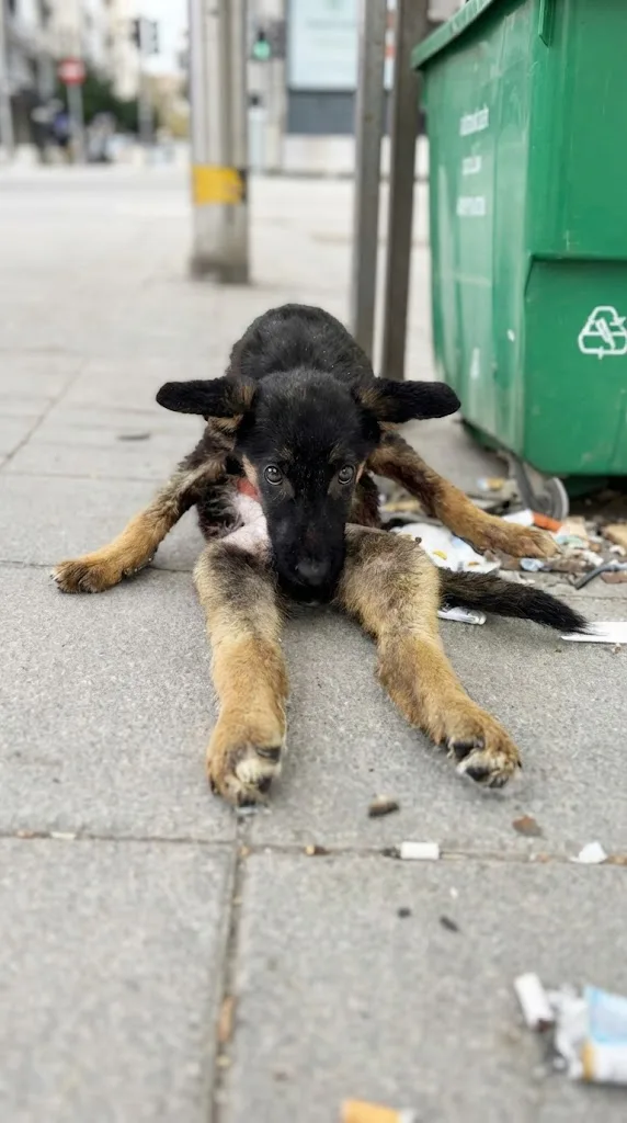 A Puppy Sat Perfectly Still Beside a Trash Can, and the Reason Only Emerged at the Clinic