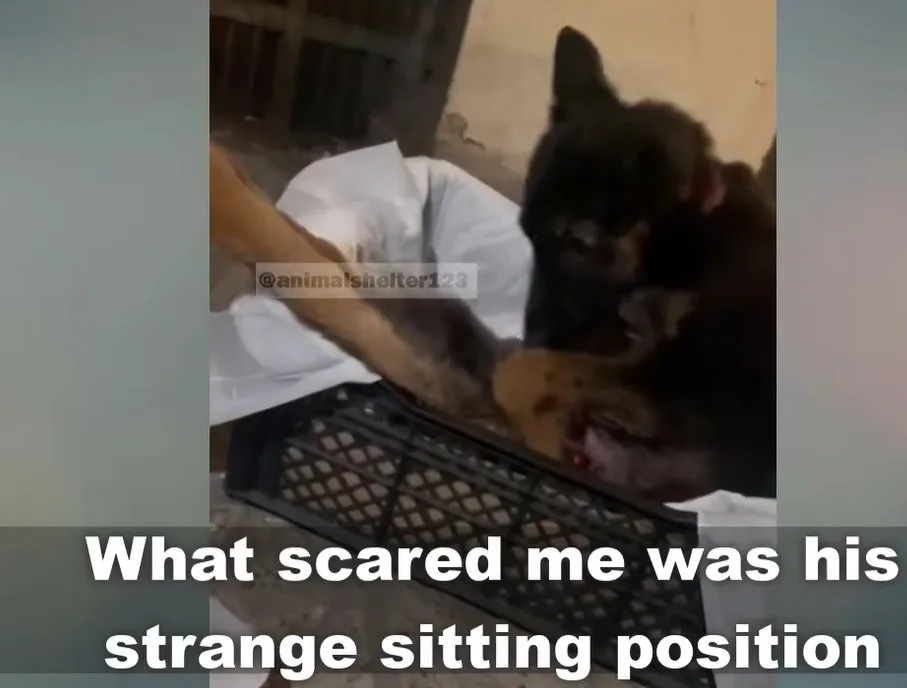 A weak rescued puppy resting in a warm, quiet space as caregivers keep a gentle distance