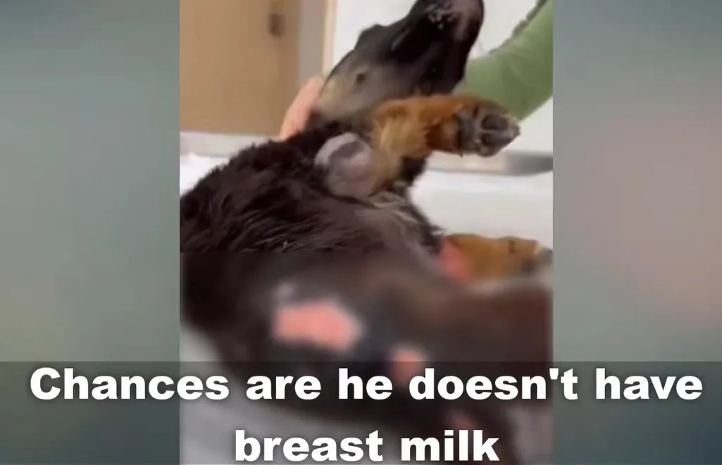 A recovering puppy calmly allowing a caregiver's hand to rest near him