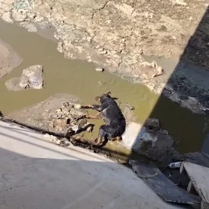 A Rottweiler Lay Motionless at the Bottom of a Concrete Canal, Then a Video Brought Rescuers to Her Side
