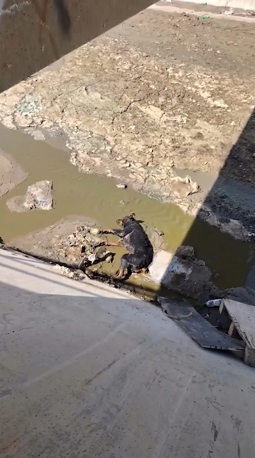 A Rottweiler Lay Motionless at the Bottom of a Concrete Canal, Then a Video Brought Rescuers to Her Side