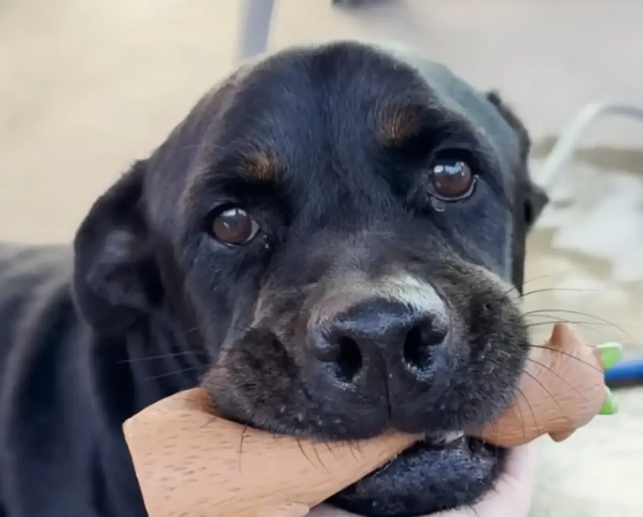 Flor the Rottweiler, now healthy and ready for a forever home