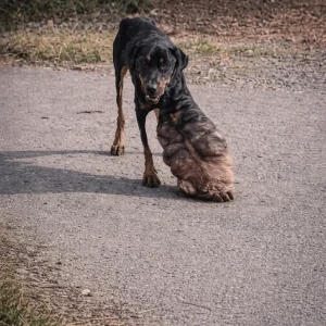 A Rottweiler Limped Along a Panama Roadside on a Swollen Paw — Then Rescuers Learned He Had a Family