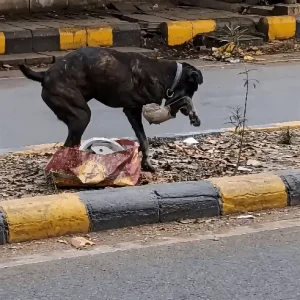 A Small Black Dog Kept Walking the Roadside on a Damaged Front Leg While Traffic Rushed Past