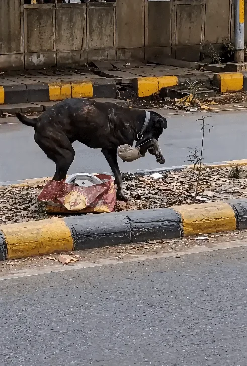 A Small Black Dog Kept Walking the Roadside on a Damaged Front Leg While Traffic Rushed Past