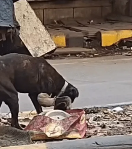 Thin black dog moving carefully along a roadside as he balances on his remaining legs