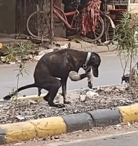 Small black dog continuing down the road alone, one step at a time