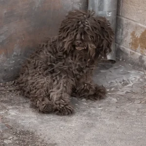 A Small Brown Dog Crawled Down the Road to a Door He Seemed to Know, and It Stayed Closed