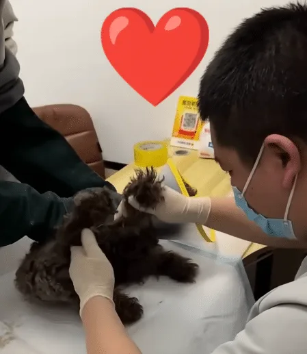 Small brown dog resting calmly after receiving care, with a caregiver nearby