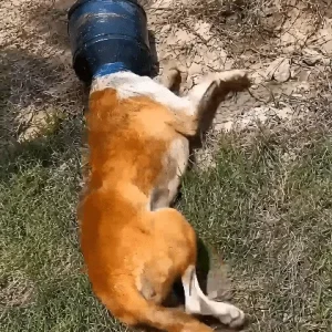 A Small Stray Lay Motionless In The Grass With His Head Locked Inside A Plastic Container — Then Two Men Stopped