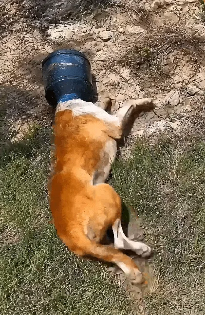 A Small Stray Lay Motionless In The Grass With His Head Locked Inside A Plastic Container — Then Two Men Stopped