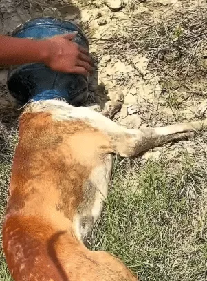 Rescuers cutting away the plastic container that had been trapped around the stray dog's head and neck