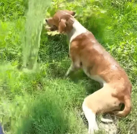 Freed stray dog standing calmly in the grass after the plastic container was removed