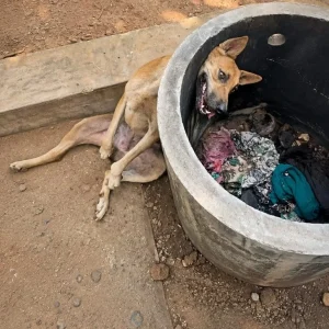 A Starving Mother Dog Stayed Beside Her Puppies at the Bottom of a Concrete Pit — Then Rescuers Found a Way to Reach Her
