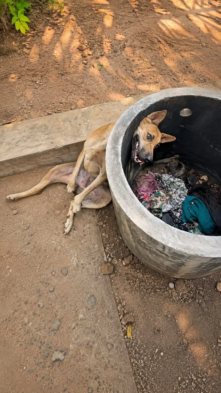 A Starving Mother Dog Stayed Beside Her Puppies at the Bottom of a Concrete Pit — Then Rescuers Found a Way to Reach Her