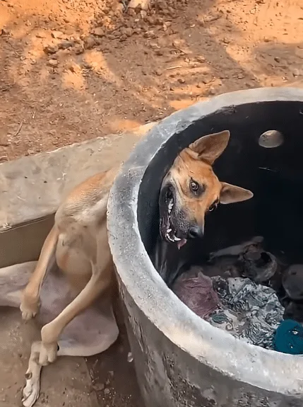 A rescued mother dog and her small puppies resting after receiving care and medical attention