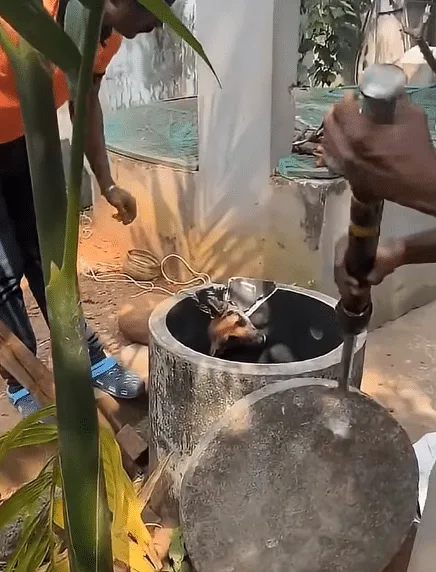 A mother dog and her puppies safe together after being rescued from the concrete pit
