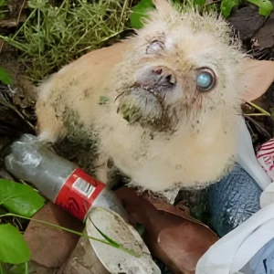 A Stray Dog Kept Barking at Shelter Workers — Then They Followed Her Into a Hidden Ditch
