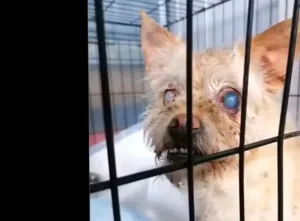 Two rescued dogs sitting calmly together at an animal shelter after being brought in for care