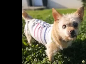 Two dogs walking side by side, the smaller stray staying close to her blind companion