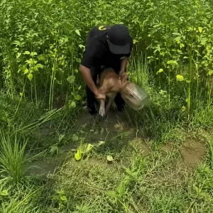 A Stray Dog Ran Blind Through a Swamp With His Head Stuck in Plastic — Then One Man Followed