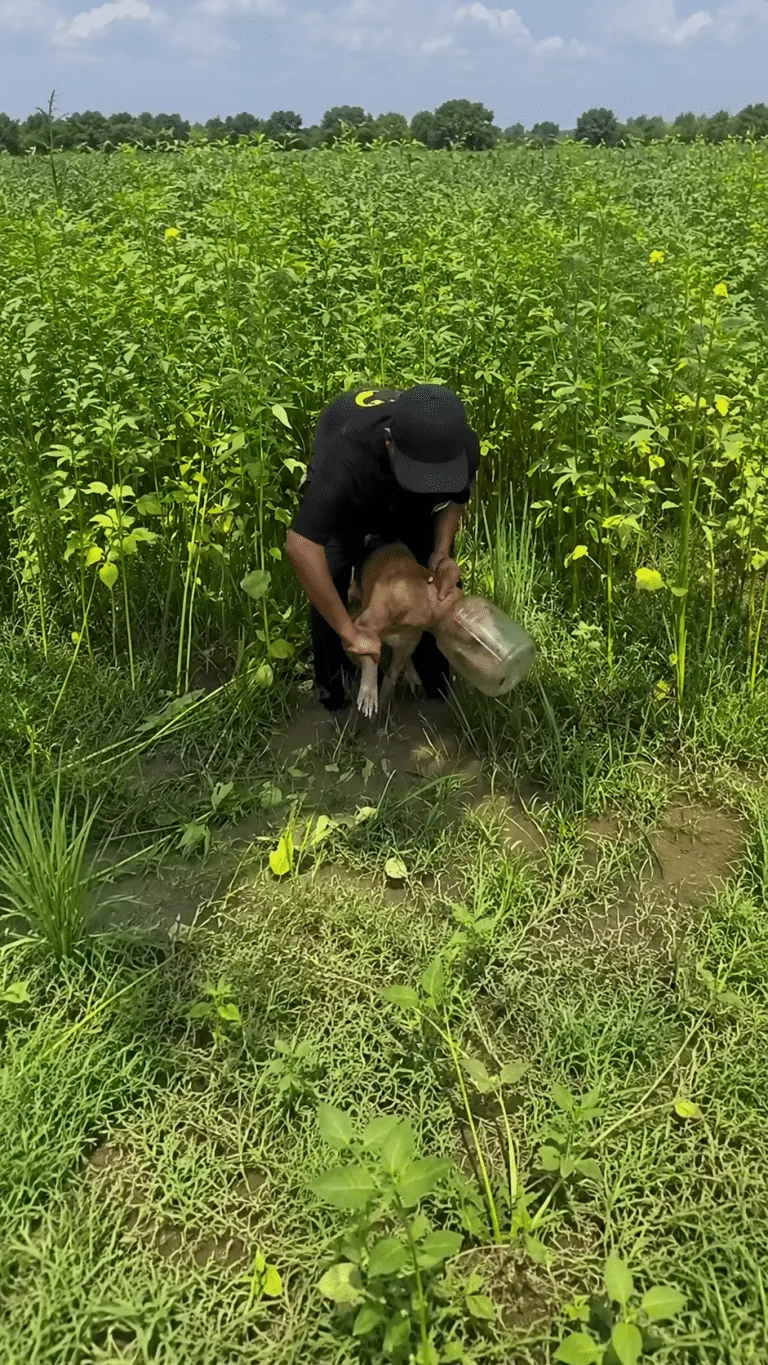 A Stray Dog Ran Blind Through a Swamp With His Head Stuck in Plastic — Then One Man Followed