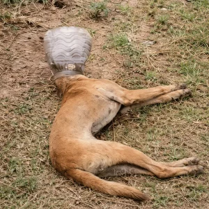 A Stray Dog Stumbled Blind With His Head Stuck in a Plastic Jar Until Rescuers Stepped In