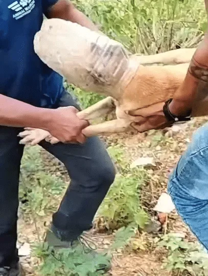Rescuers gently holding a dog in an open area while twisting a plastic jar off his head