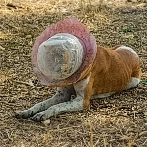 A Stray Dog Wandered for 10 Days With Her Head Sealed in Plastic — Then a Rescue Team Drove Through the Night