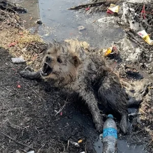 A Stray Dog Who Couldn't Leave a Frozen Puddle Met Rescuers Willing to Wait