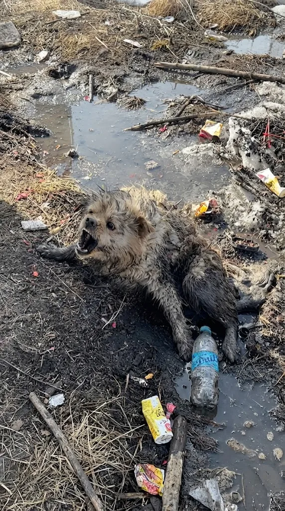 A Stray Dog Who Couldn't Leave a Frozen Puddle Met Rescuers Willing to Wait