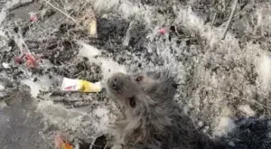 A rescued dog resting calmly in warmth at a shelter after weeks of gentle care