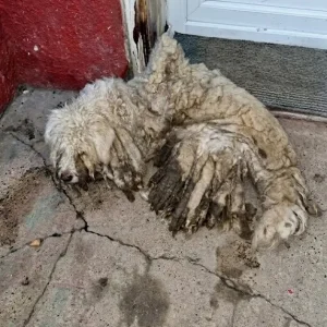 A Stray in Novi Sad Was Sealed Inside a Shell of Hardened Fur — Then Two Groomers Picked Up Their Clippers