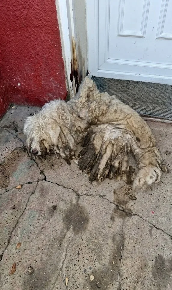 A Stray in Novi Sad Was Sealed Inside a Shell of Hardened Fur — Then Two Groomers Picked Up Their Clippers