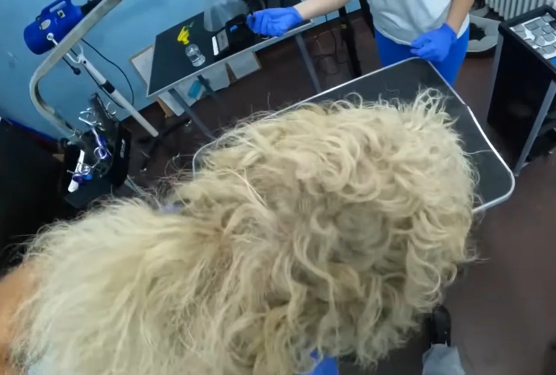 A groomer gently working clippers through the thick, compacted mats on a small dog standing still on a grooming table