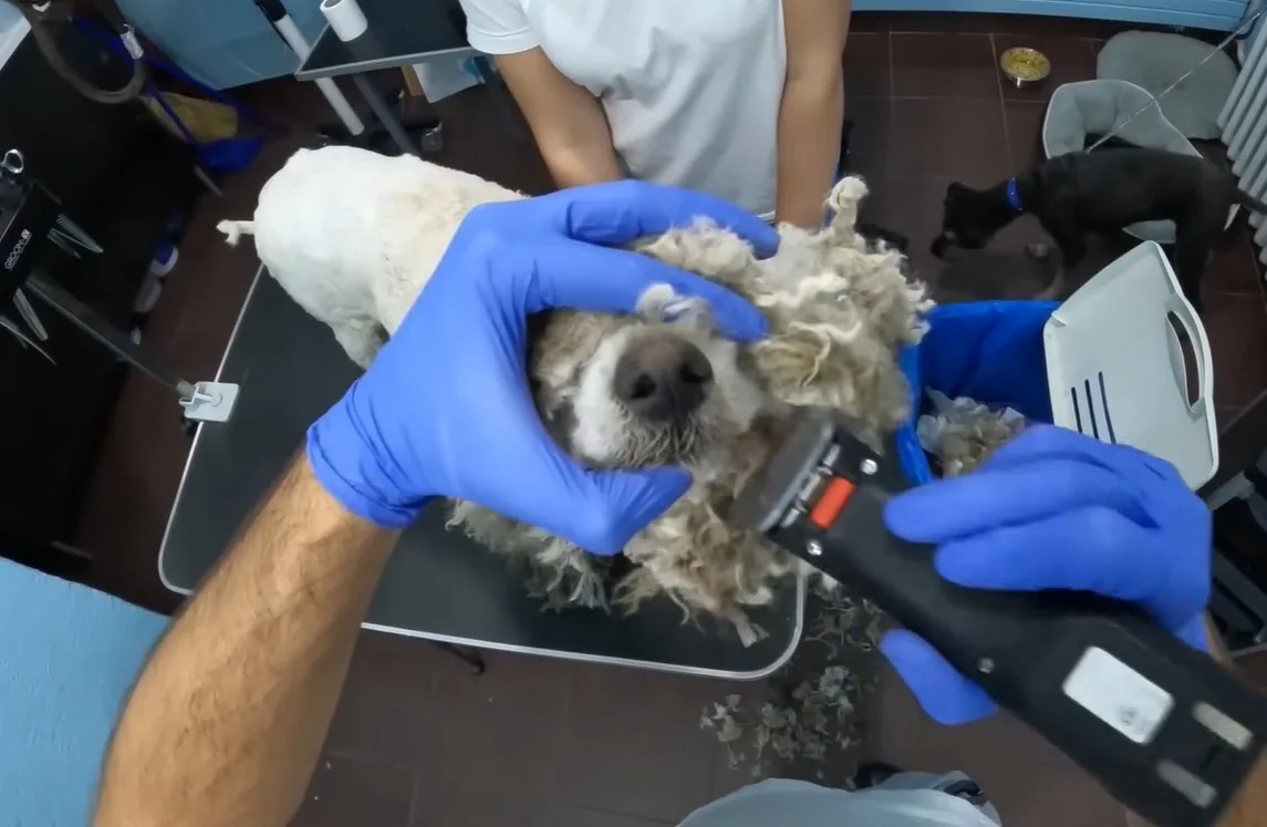 A small, newly clipped white dog standing shakily on a grooming table after the last heavy mats were removed