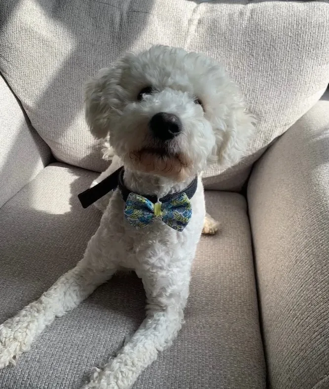 A clean, fluffy white dog with bright eyes looking relieved after a warm bath and grooming